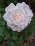 Annapurna rose photo
