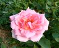 Amiga Mia rose photo