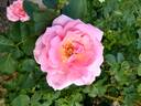Amiga Mia rose photo