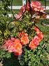 Above All rose photo