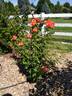 Above All rose photo
