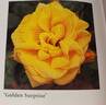 Golden Surprise rose photo