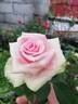Mint Julep rose photo