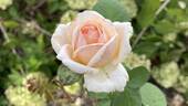 Antico Amore rose photo