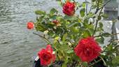 Ay Caramba! rose photo