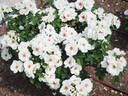 WR-AM-939 rose photo