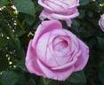 RT 10-898 rose photo