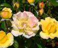 KO 08/2842-11 rose photo