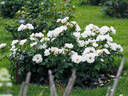 WR-AM-939 rose photo