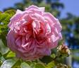 ORA 151-905 rose photo