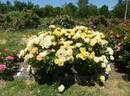 KO 08/2842-11 rose photo