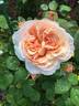 Ambridge Rose ® rose photo
