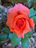 Anne Vanderlove ® rose photo