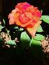 Anne Vanderlove ® rose photo