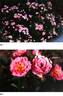 ZLEMarianne Yoshida rose photo