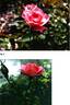 ZLEMarianne Yoshida rose photo