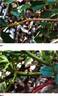 ZLEMarianne Yoshida rose photo