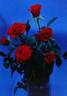 SAVamont rose photo