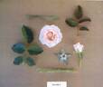 Pink Promise rose photo