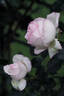 12.13058.5 rose photo
