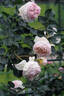 12.13058.5 rose photo