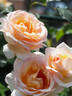 12.13058.5 rose photo