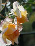12.13058.5 rose photo