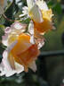 12.13058.5 rose photo