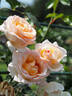 12.13058.5 rose photo