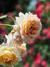 12.13058.5 rose photo