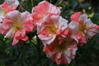 Dandy Andy rose photo