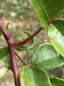 R. glomerata rose photo