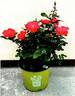 SPROgreatpink rose photo
