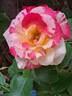 Camille Pissarro ™ rose photo