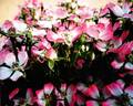ROP007 rose photo