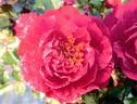 SPRoulsun rose photo
