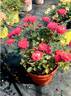 SPRoulsun rose photo