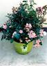 ZLEpolthree rose photo
