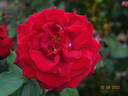 Velvet Fragrance rose photo