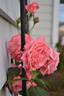 America rose photo