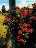 Overedclimb rose photo