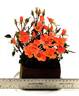 WEKhaplamelba rose photo