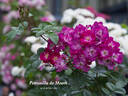 Petronilla de Meath rose photo