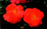 RADwire rose photo