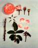 KORbaymun rose photo