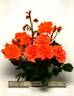 CHEwesic rose photo