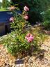 Dick Koster rose photo