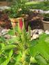 Jubilee rose photo