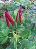 Jubilee rose photo