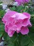 Foxi Pavement rose photo